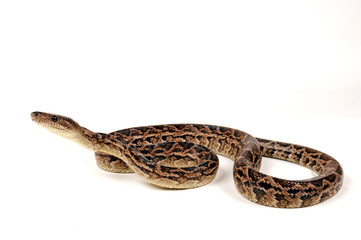 Fototapeta premium Kuba-Schlankboa (Chilabothrus angulifer) - Cuban Boa