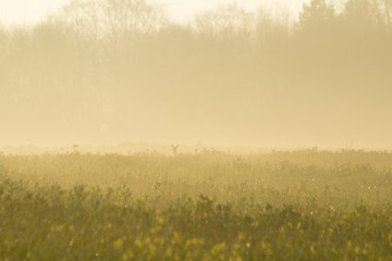 Obraz na płótnie Canvas sunrise over a field with deer