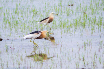 Birds are feeding in rice paddies.