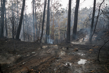 forest burned after a big fire