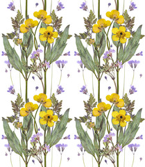 Pressed and dried buttercup flowers pattern on white