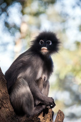 Dusky leaf monkey