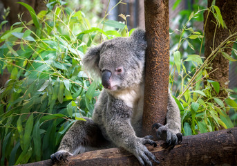 koala bear cute