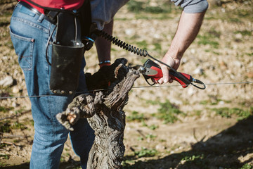 Pruning grapevine