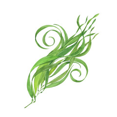 watercolor green seaweed