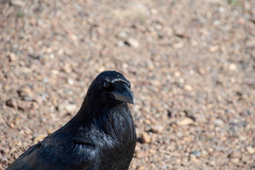 Close up of crow staring. Reflection of desert in his eye.
