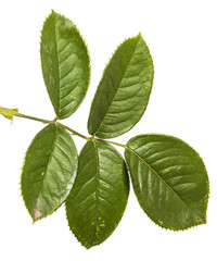 green leaf of a bush of roses. on a white background