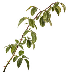 bush rose with green leaves. on a white background