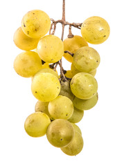 bunch of ripe yellow grapes. on a white background