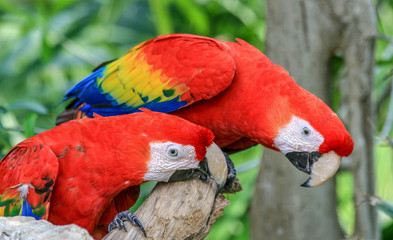 Red blue parrot