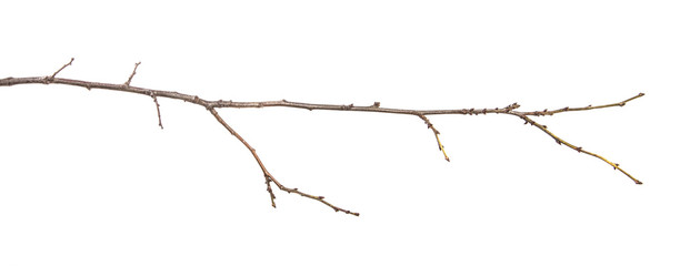 dry tree branch with buds. on a white background - Powered by Adobe