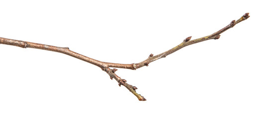 dry tree branch with buds. on a white background © toomler