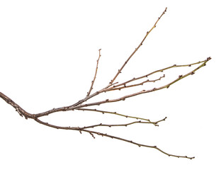 dry tree branch with buds. on a white background