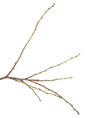 dry tree branch with buds. on a white background