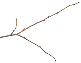 dry tree branch with buds. on a white background