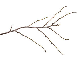 dry tree branch with buds. on a white background