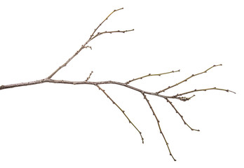 dry tree branch with buds. on a white background