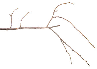 dry tree branch with buds. on a white background