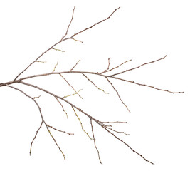 dry tree branch with buds. on a white background