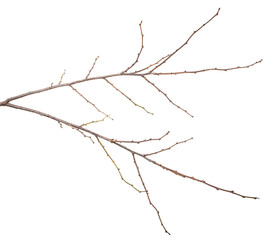 dry tree branch with buds. on a white background