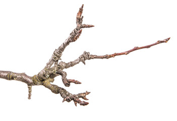 dry pear tree branch with buds. on a white background