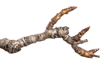 dry pear tree branch with buds. on a white background