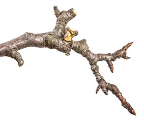 dry pear tree branch with buds. on a white background