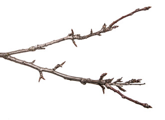 Fototapeta premium dry pear tree branch with buds. on a white background