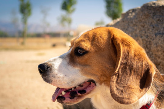 Retrato de perro raza Beagle