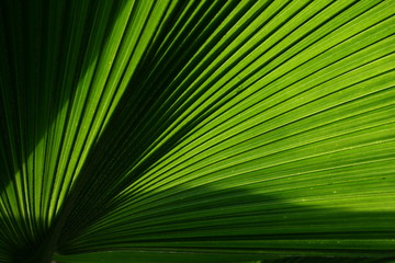 palm leaf on lumen