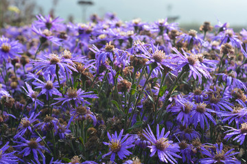 Michaelmas daisies in early morning dew