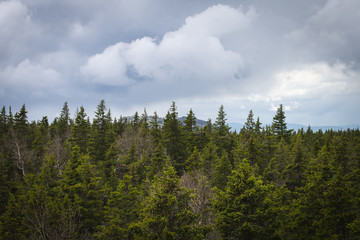 Coniferous Trees. Forest Landscape. National Park 