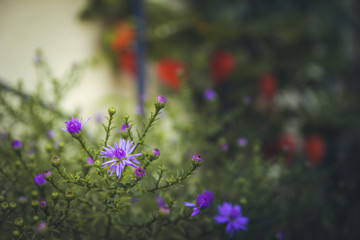 Fioletowe kwiaty © Michal