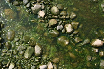 boulders on the shore in the green sludge