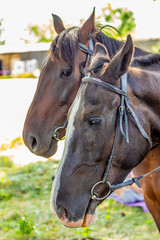 Naklejka premium A woman holds a horse's bridle. Portrait of a horse in profile close-up_