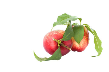 two whole organic Nectarine fruit with leaves isolated on white background 