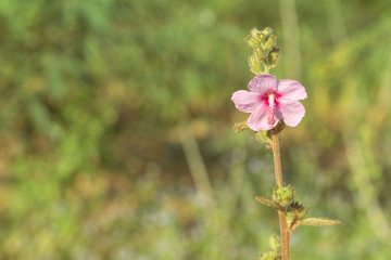 Closeup of Meadow with green natural background