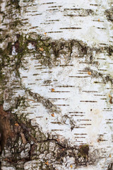 Texture of birch bark. Background for design_