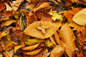 Autumn dry yellow leaves