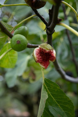 open fig on a tree