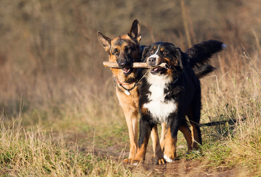 two dogs play with a stick