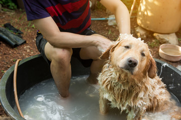 Bathing dog, Dog golden retriever taking a shower and wash hair with soap and water