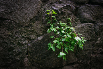 Stone wall with a growing green plant.