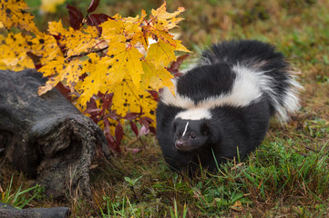 Striped Skunk (Mephitis mephitis) Steps Forward by Autumn Log