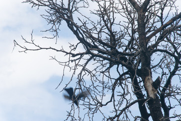 Dry branches of a tree against the sky.