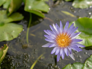 water lilly flower on bokeh background