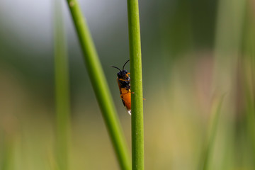 Un insecte devant l'objectif