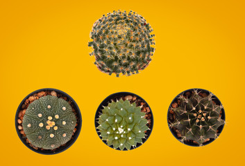 cactus flat top view with copy space on pastel color orange background