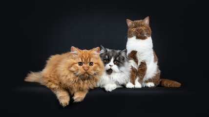 Row of a red and black smoke Britisch Longhair and a cinnamon with white British Shorthair cats kittens, looking at camera with orange eyes. Isolated on black background.