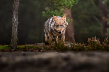 Close up portrait of a grey wolf (Canis Lupus) also known as Timber wolf displaying an agressive facial dominant expression in the Canadian forest during the summer months